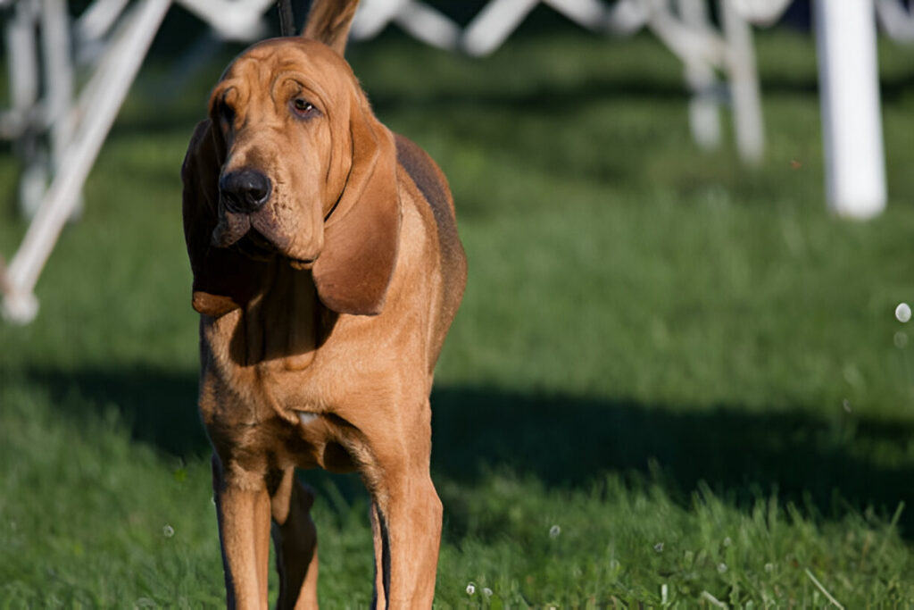 bloodhound
