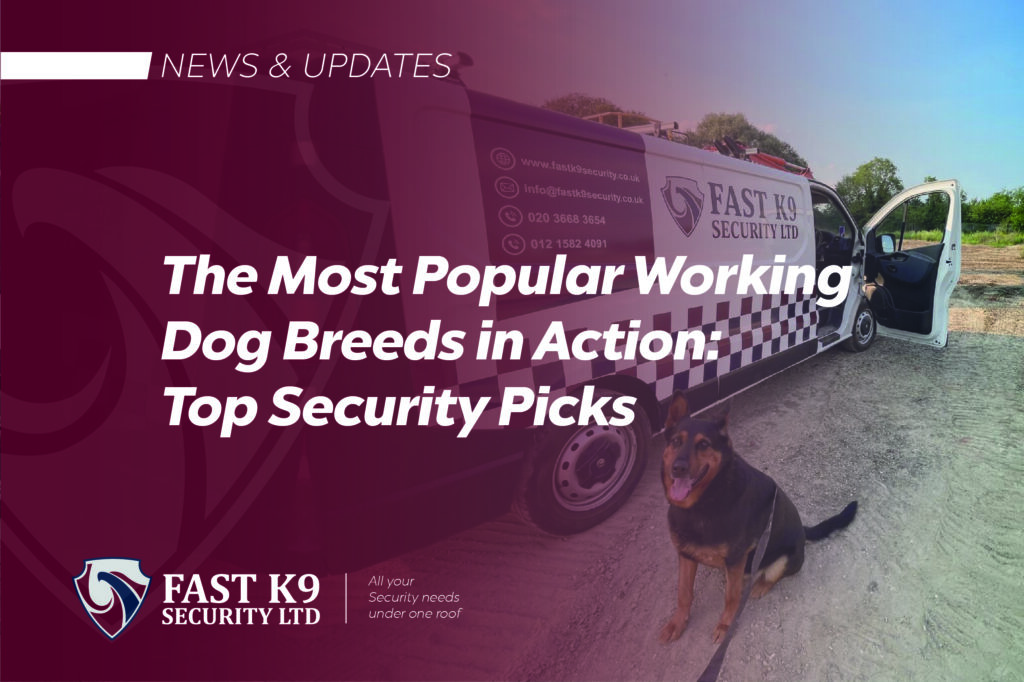 The Most Popular Working Dog Breeds in Action: Top Security Picks